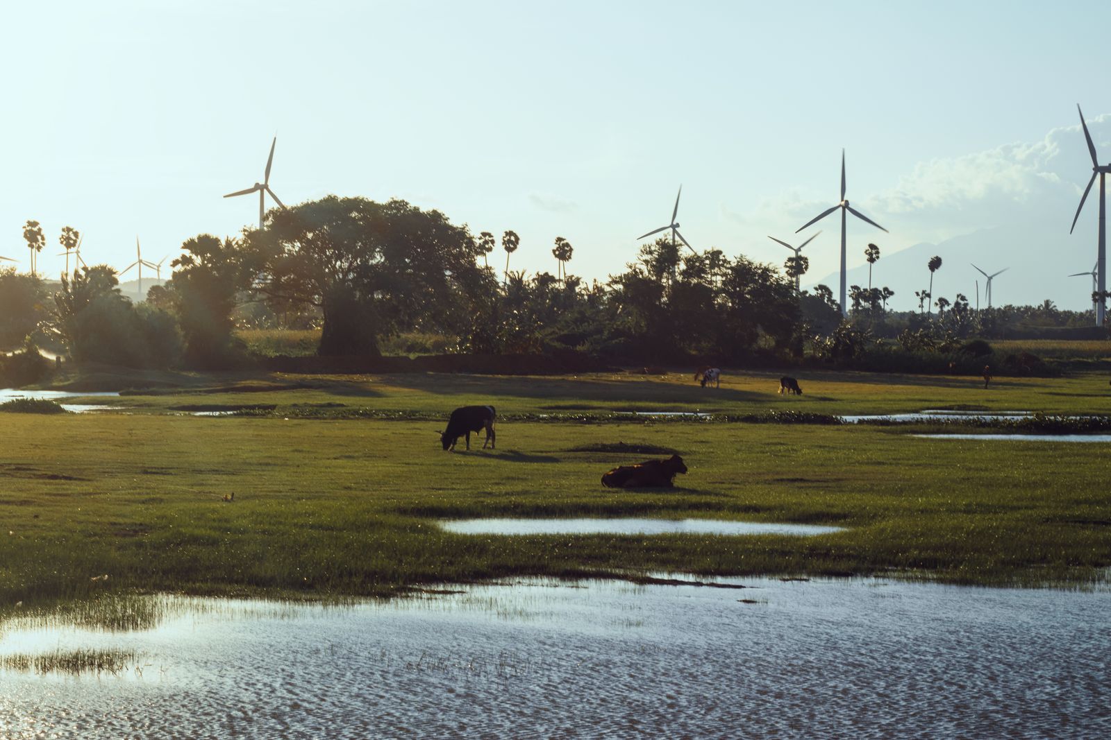 Wind farm in Thiruchendur, Tamil Nadu, India